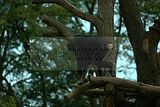 leipzig zoo-01_07_2011_zoo_allgemein_212